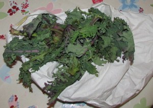 Kale from monday shop