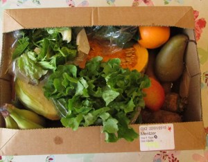 North Aston Organics Veggie Box