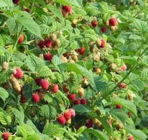 raspberries